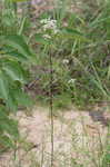 Narrowleaf mountainmint